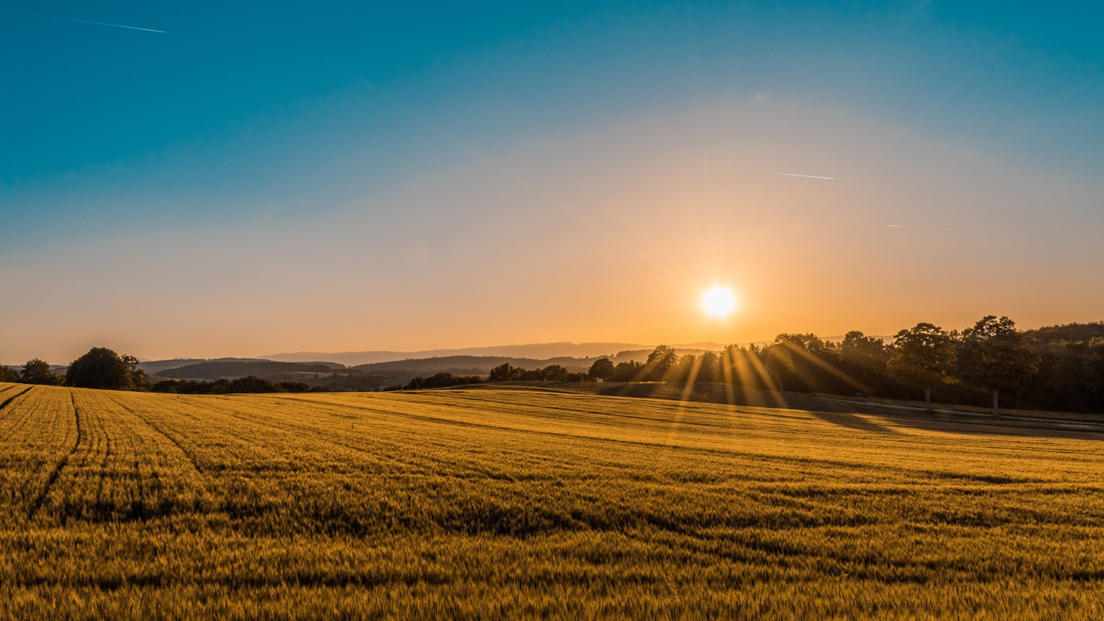 A golden wheat field at sunset